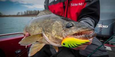 The wallye - commonly called the zander in Europe.jpg